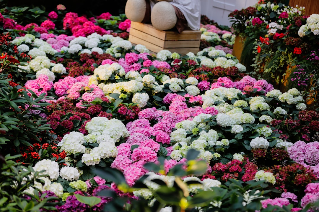 a garden of flowers