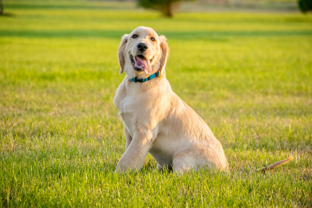 yellow labrador retriever puppy on green grass field during daytime