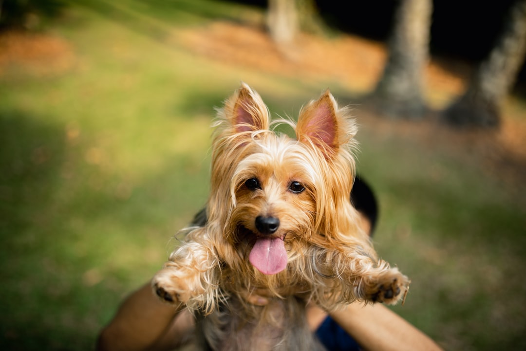 long-haired brown dog