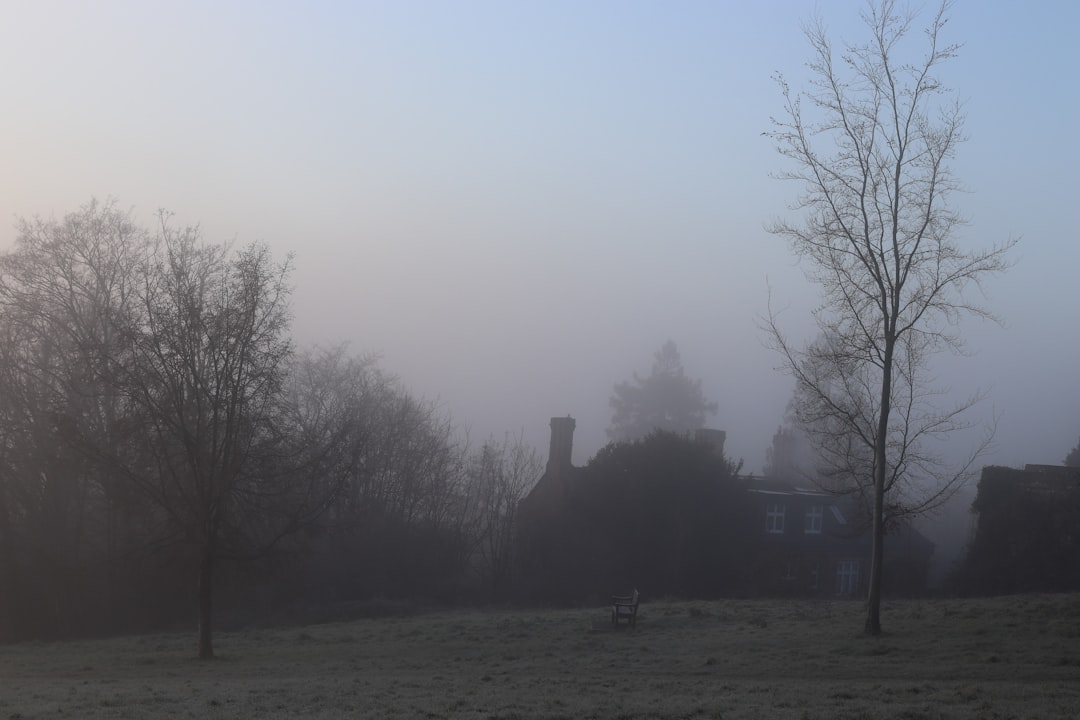 Misty morning with trees and a distant house.