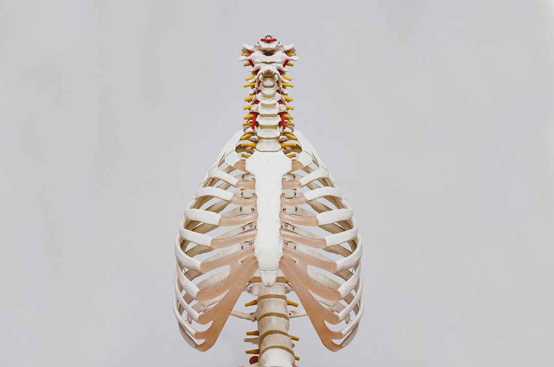 beige and white skeleton