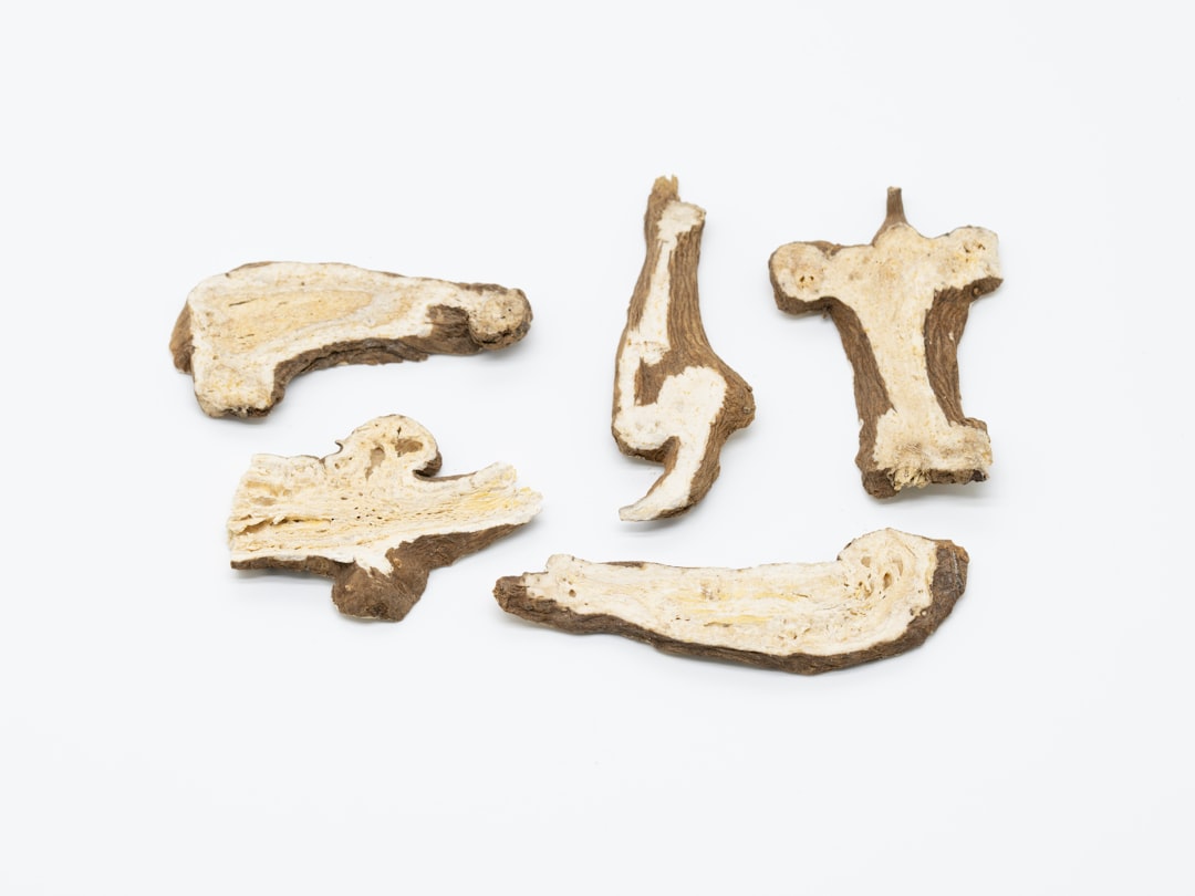 a group of bone pieces sitting on top of a white surface