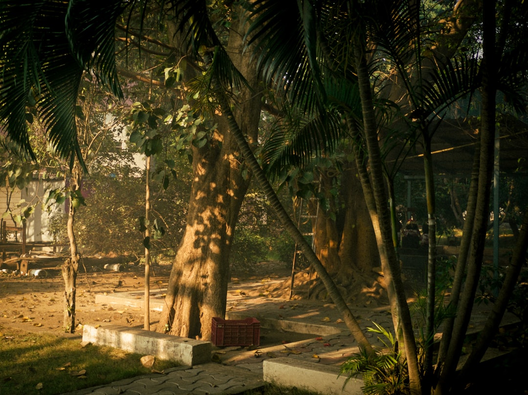Sunlit tropical garden with palm trees and lush foliage