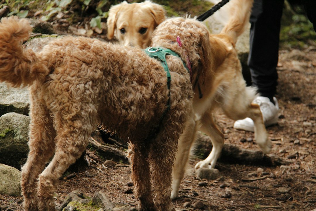 Two dogs on leashes walking outdoors with a person