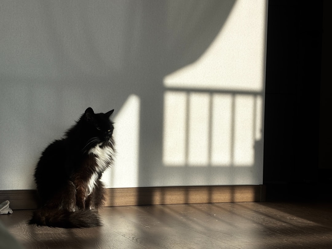 A black cat sits in sunlight by a wall.