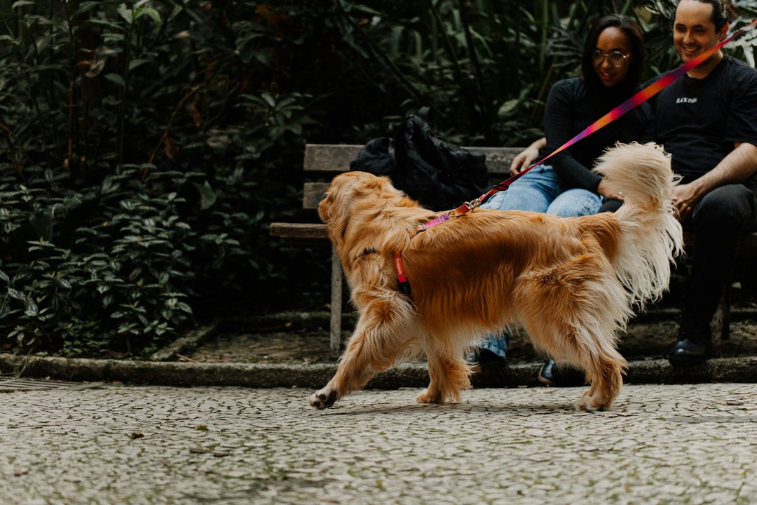 A golden retriever walks on a path while people sit