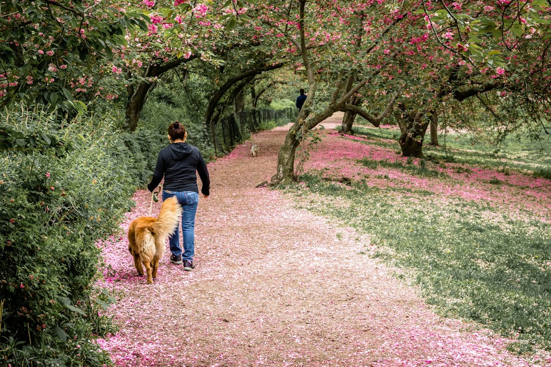 A woman walking a golden dog on a path covered in pink flower petals
