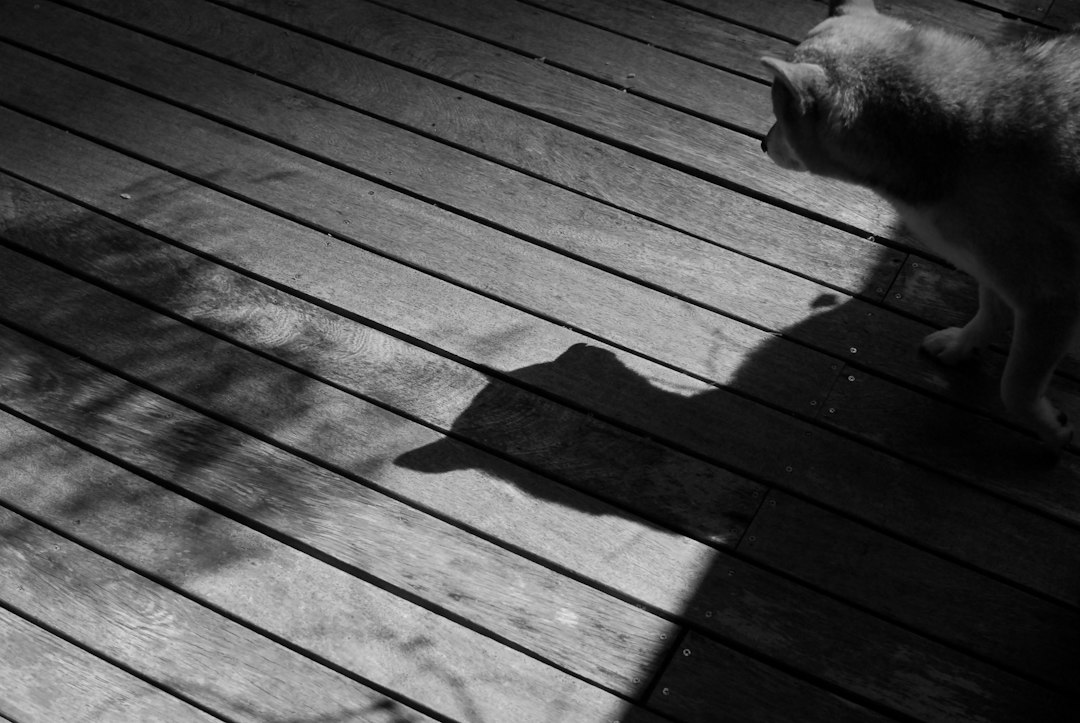 Cat casting a shadow on a wooden deck