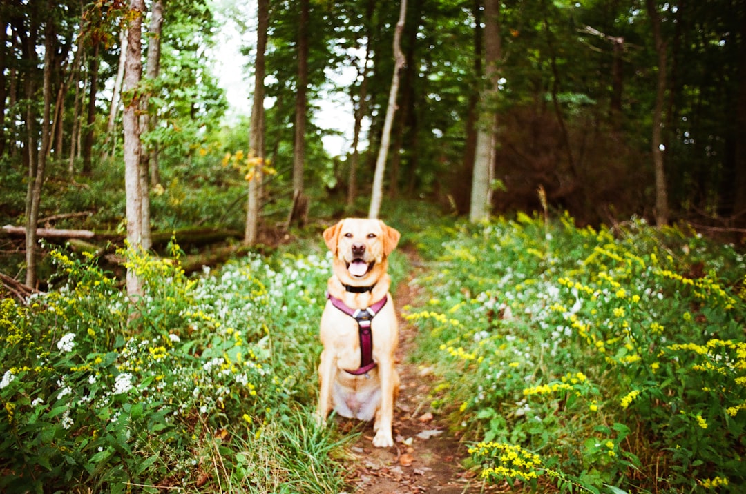 A happy dog sits on a forest path.