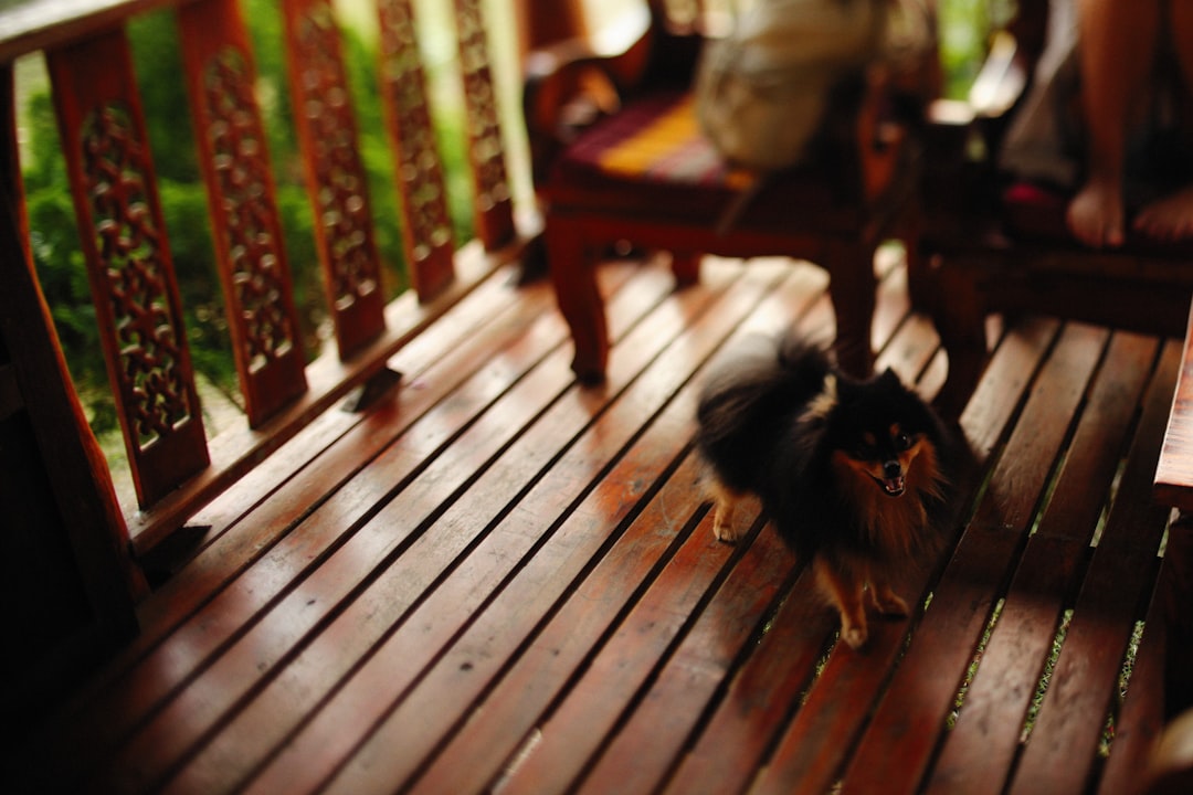 a small dog standing on a wooden deck