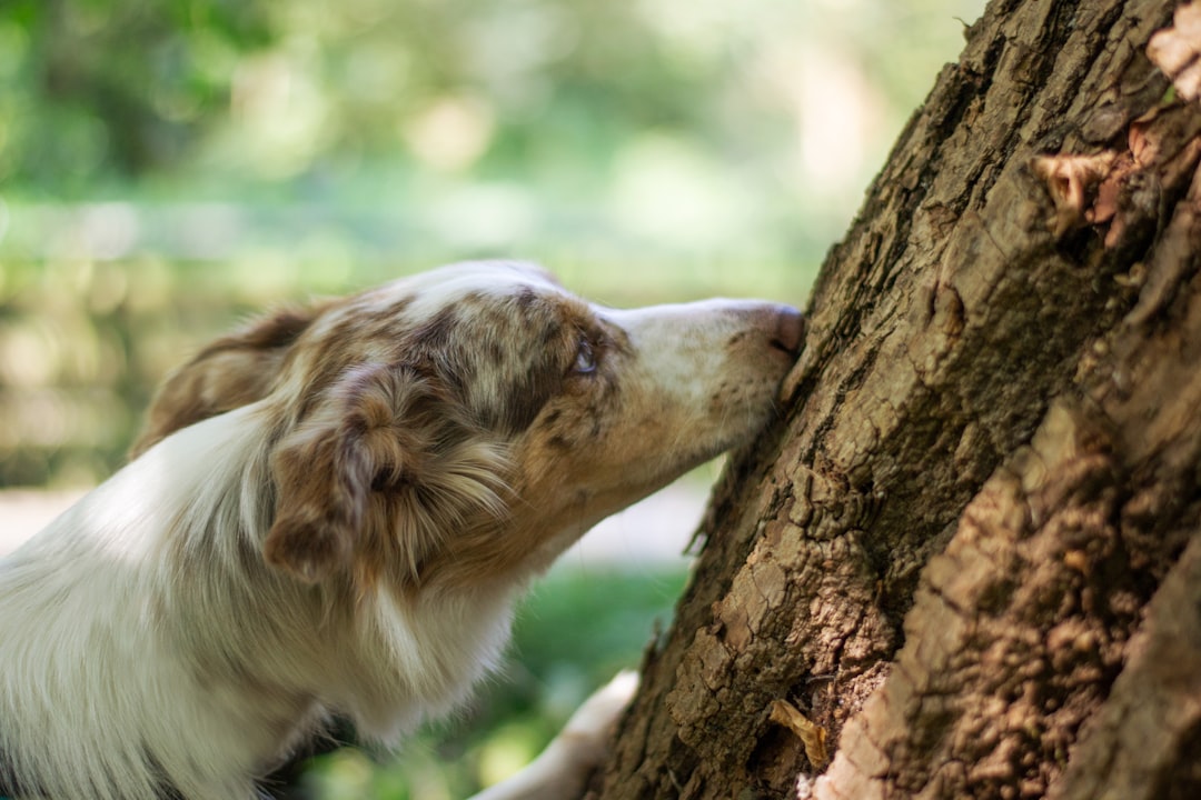 a dog looking at a tree
