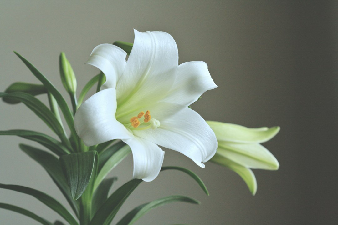 A white Easter lily flower with yellow stamens and green leaves