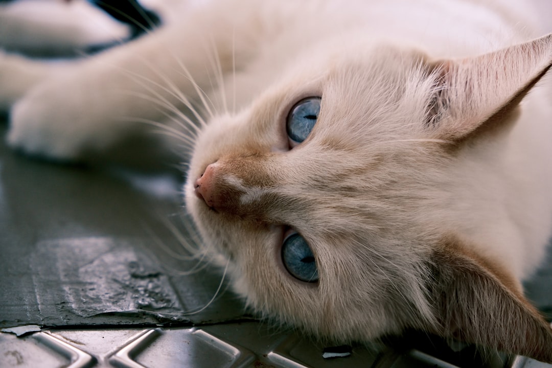 A white cat laying on top of a computer keyboard