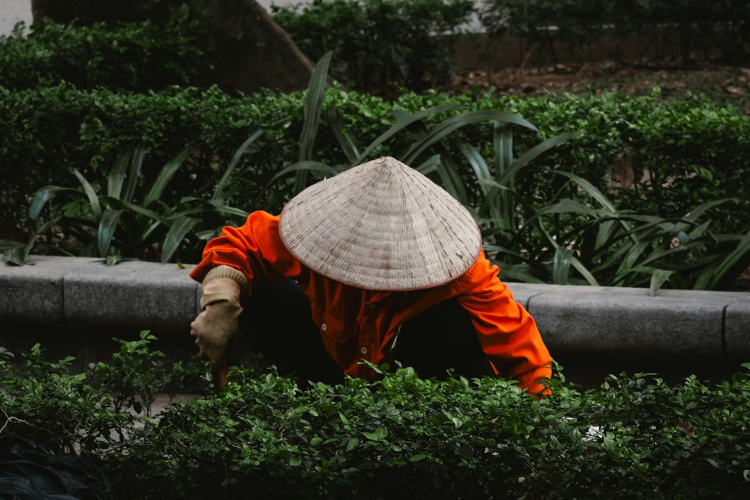 Person in conical hat working among green bushes