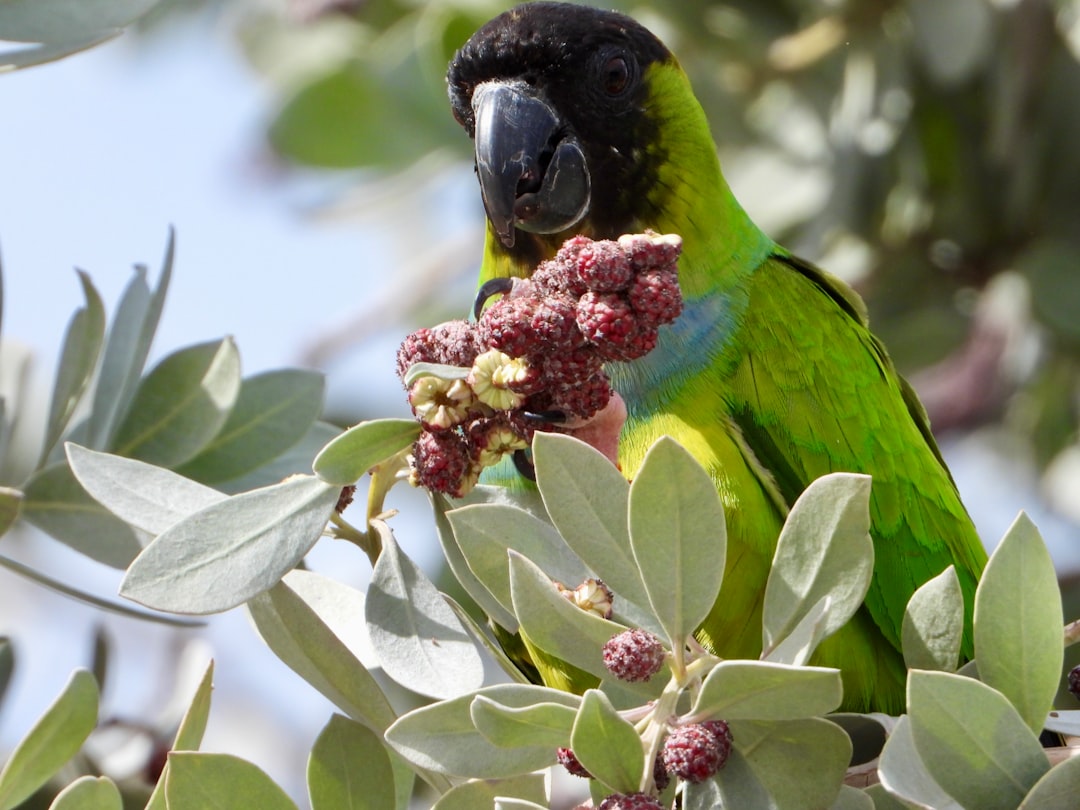 a green parrot perched on top of a tree branch