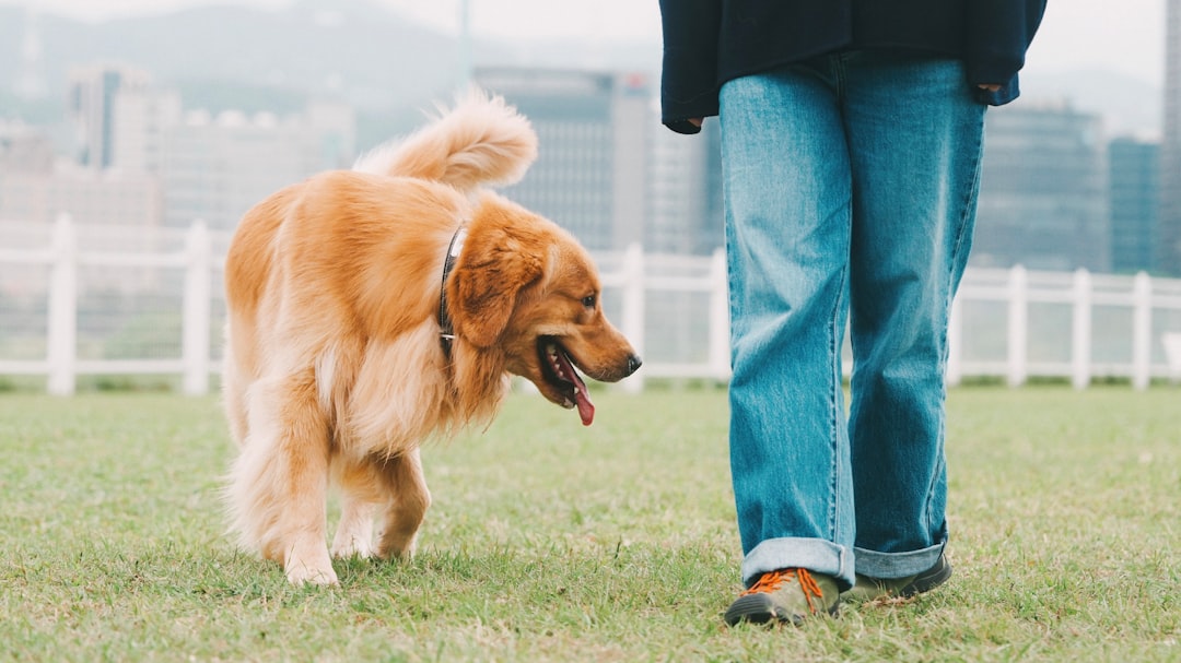 A person standing in the grass with a dog