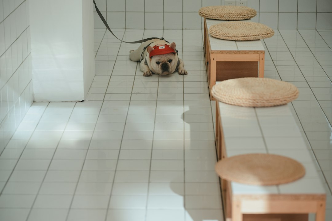French bulldog wearing a red hat on white tiled floor