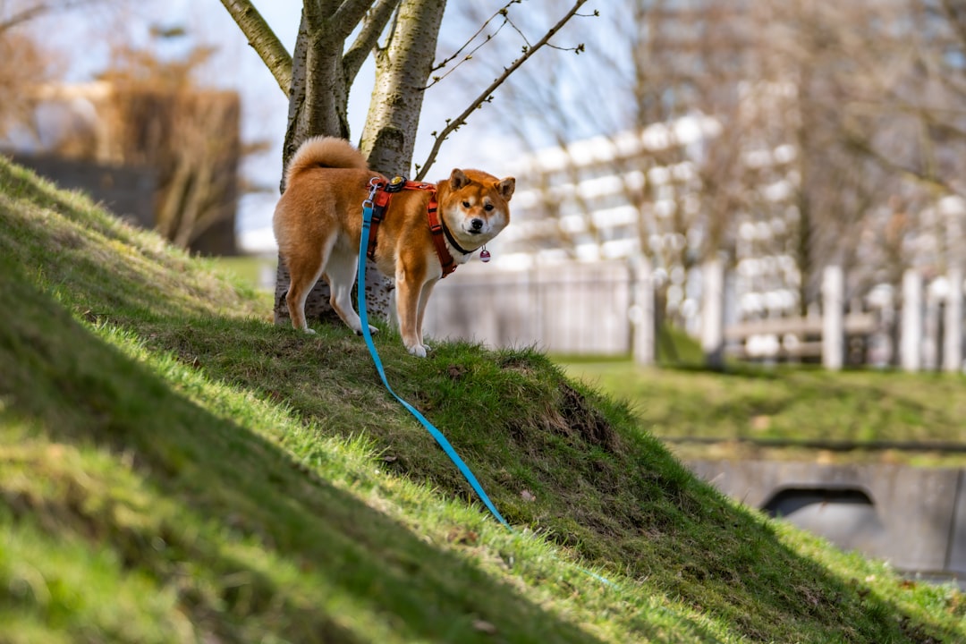 A shiba inu dog on a leash in a park