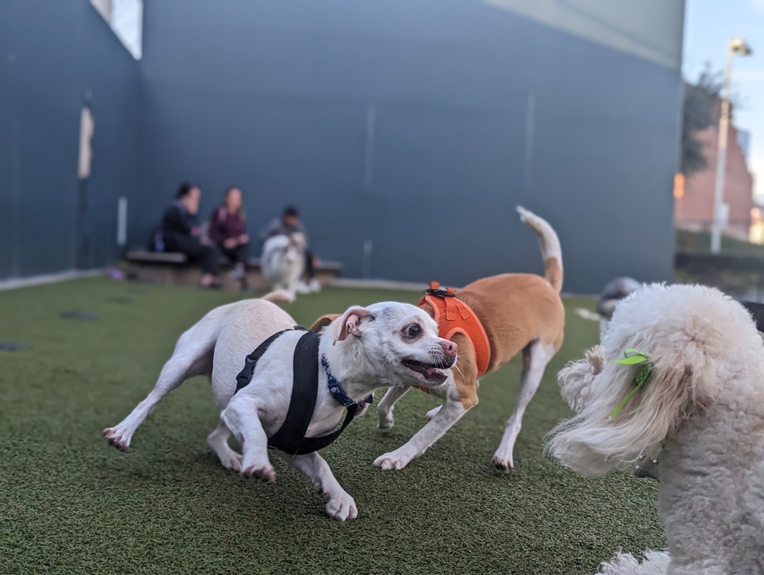 a group of dogs playing with each other