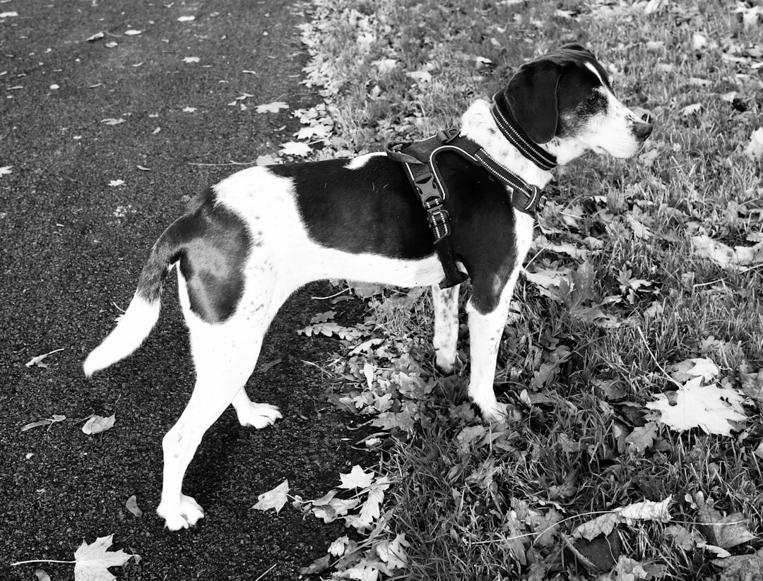 A black and white dog stands on grass