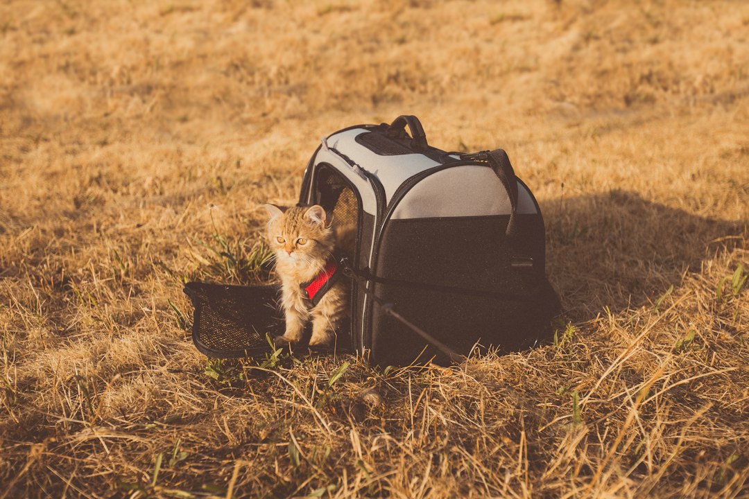 gray cat in pet carrier