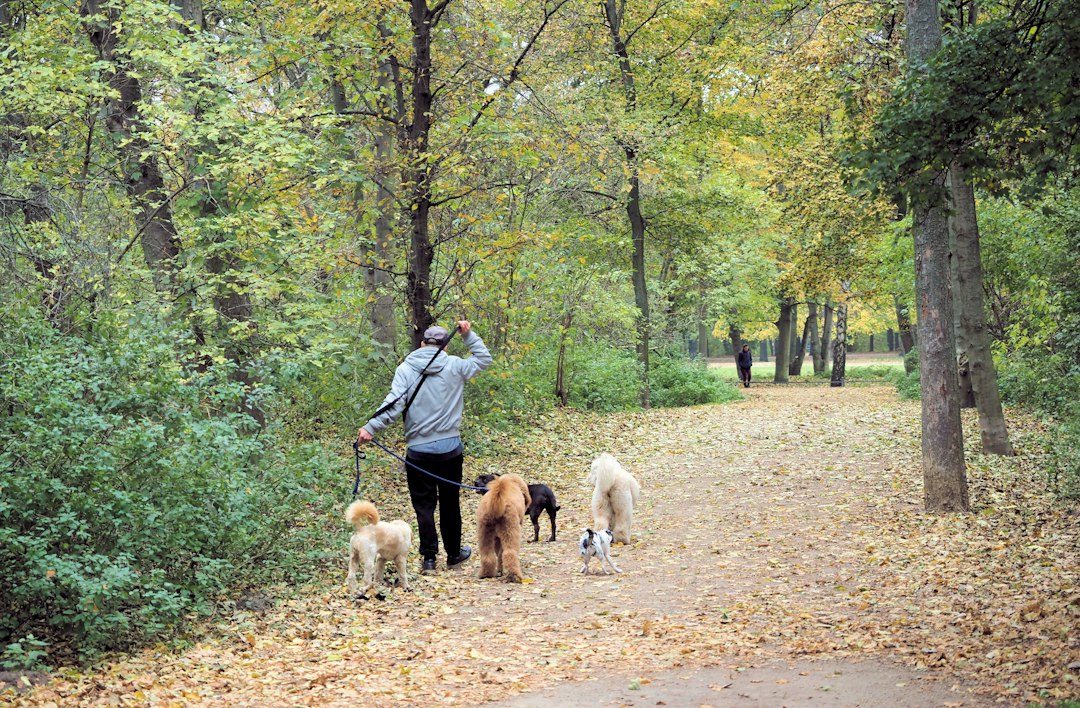 Person walking several dogs on a leaf-covered path