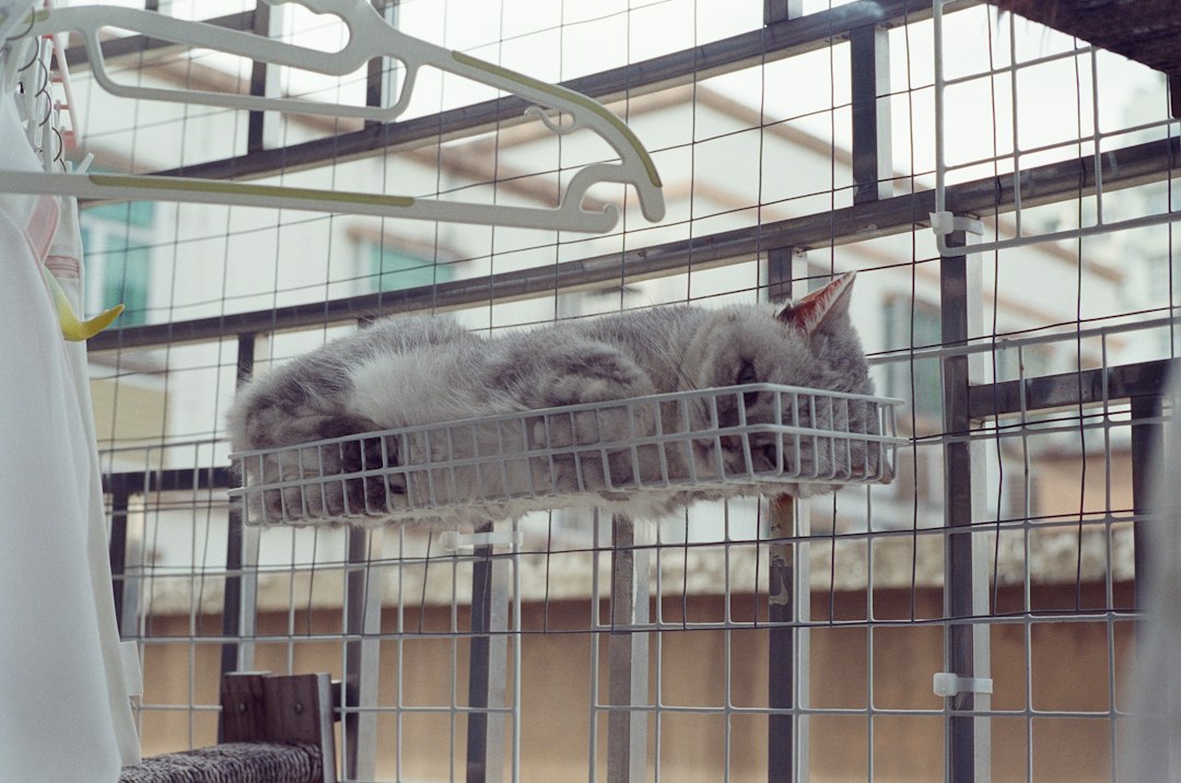 A grey cat curled up inside a white wire basket on a balcony