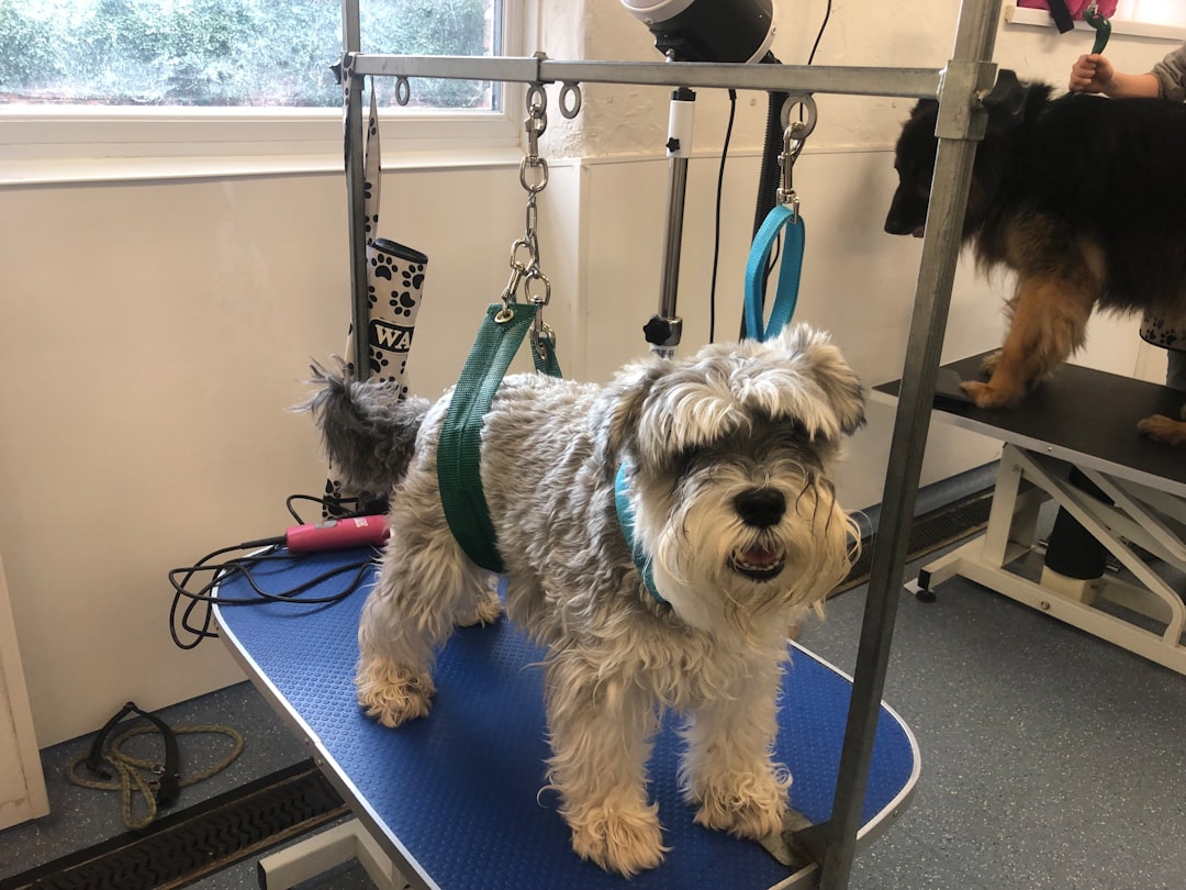 a dog on a swing