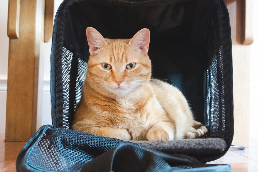 orange tabby cat on black and blue textile