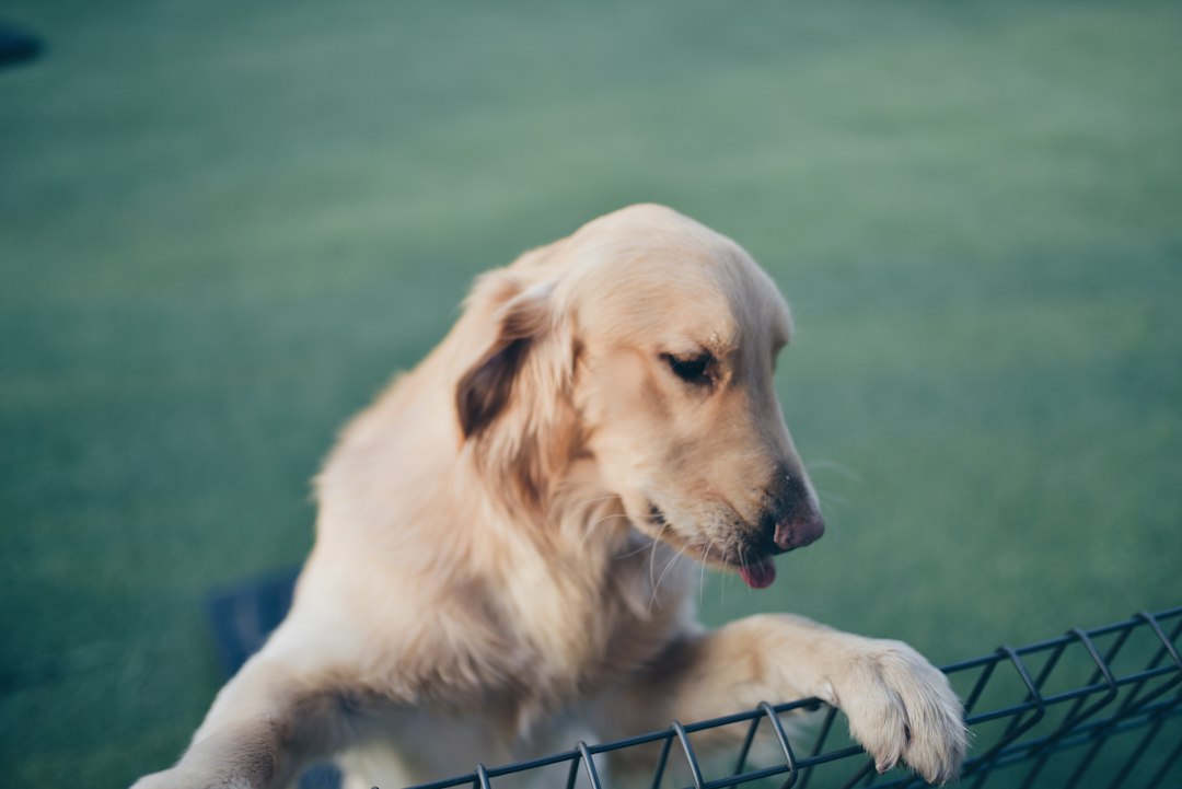 a golden retriever dog leaning over a fence