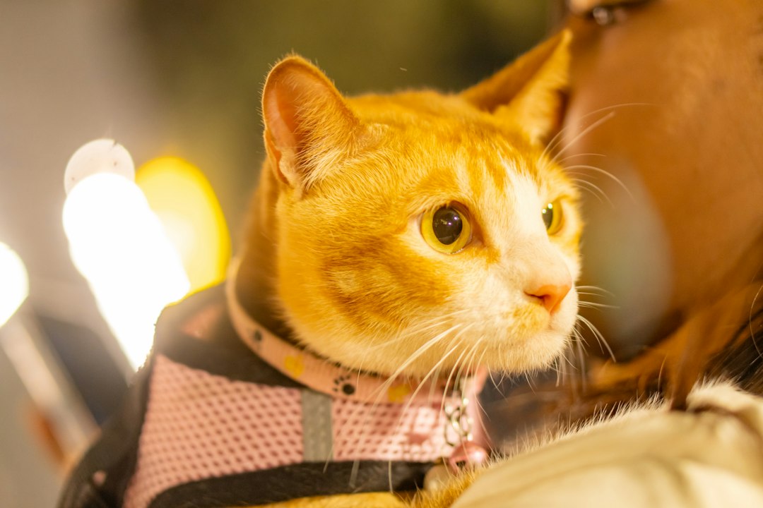 An orange tabby cat wearing a pink harness