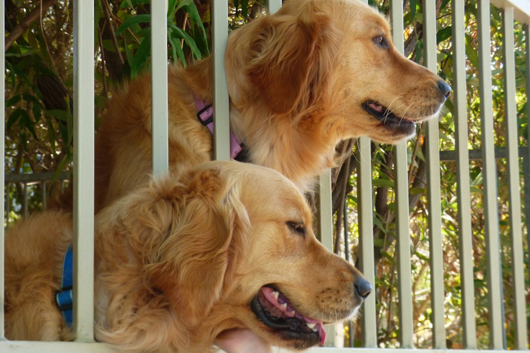 Two golden retrievers looking through a white metal fence in a sunlit garden