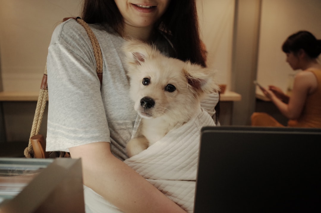 A small fluffy dog being held by a person