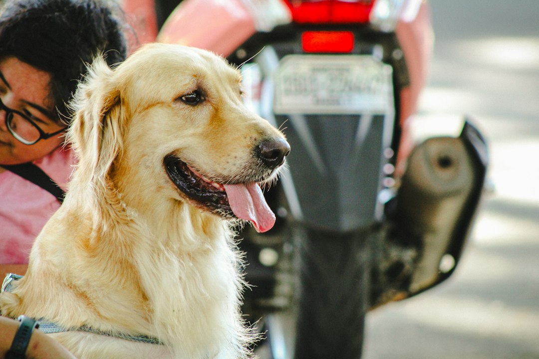 a dog that is sitting next to a person