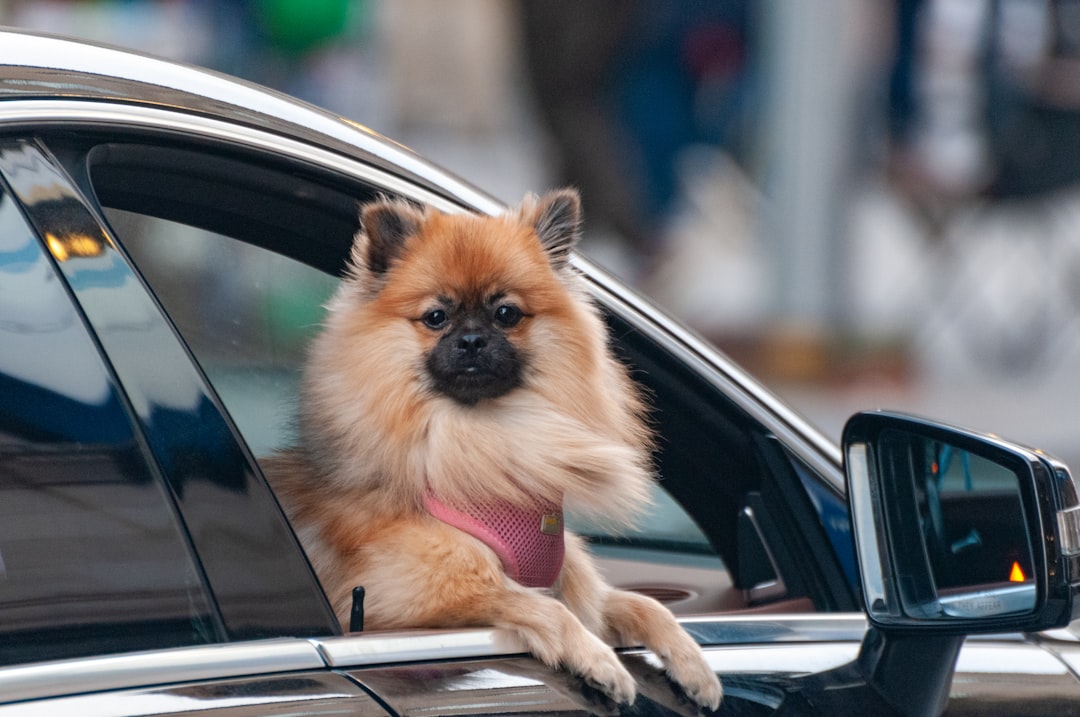 a small brown dog sticking its head out of a car window