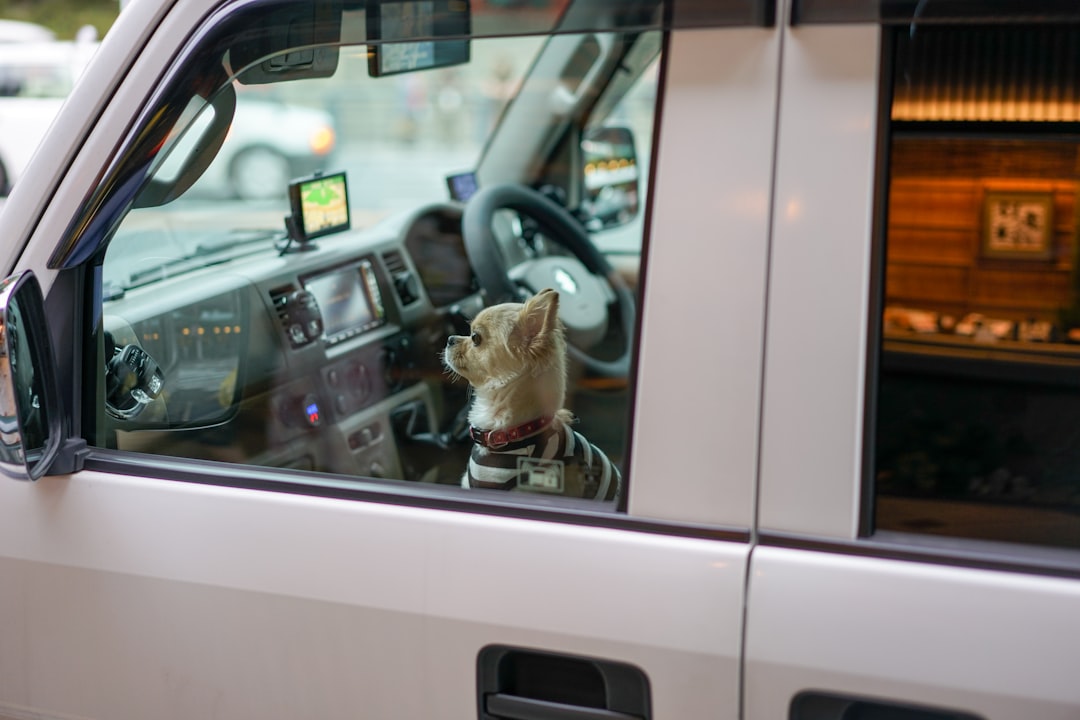 a dog sits in the driver's seat of a car