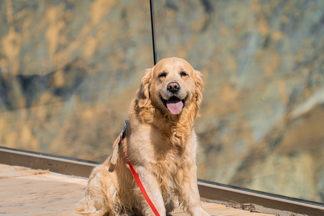 A happy golden retriever dog with a red leash
