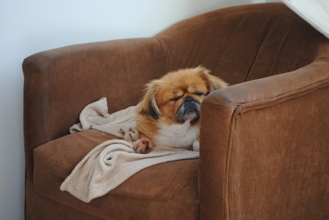 A small dog laying on top of a brown chair