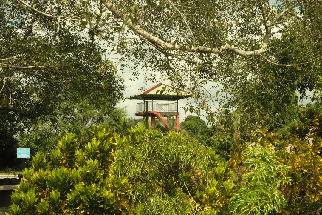 Observation tower surrounded by lush green foliage