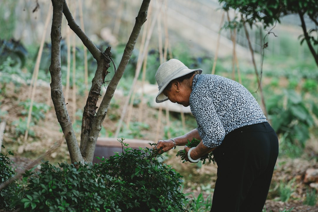 Elderly woman in a hat tending to green bushes