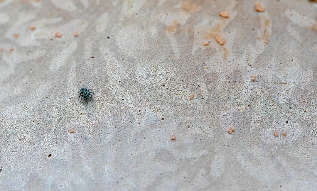 a bug crawling in the sand on a beach