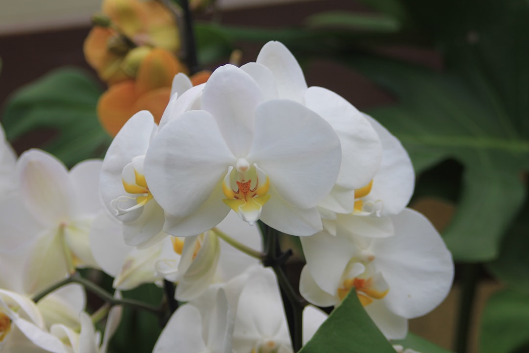 Close-up of delicate white orchids with yellow centers.