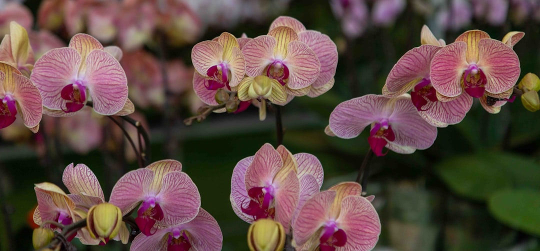 Delicate pink orchids bloom on a dark background