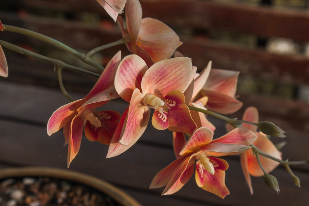 Delicate peach-colored orchids bloom on a stem.