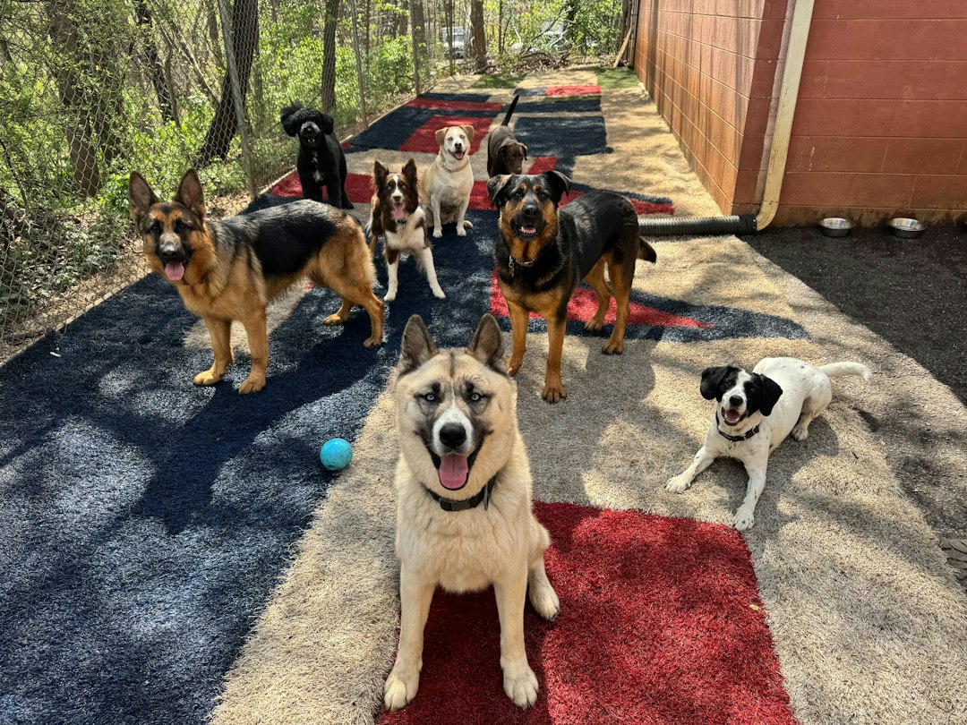 A group of dogs on a colorful outdoor play surface in a fenced yard