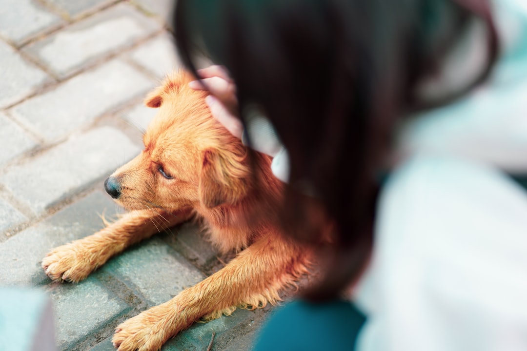 brown short coated dog lying on blue textile