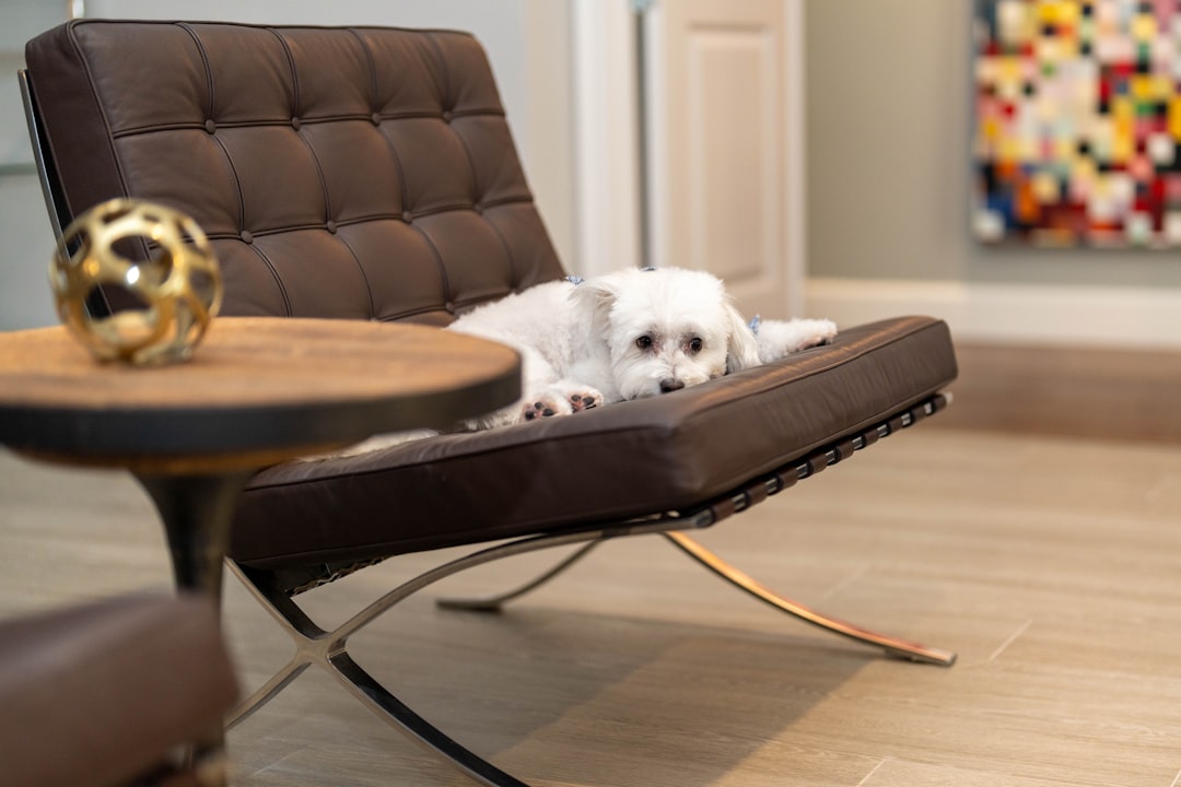 a small white dog laying on top of a brown chair