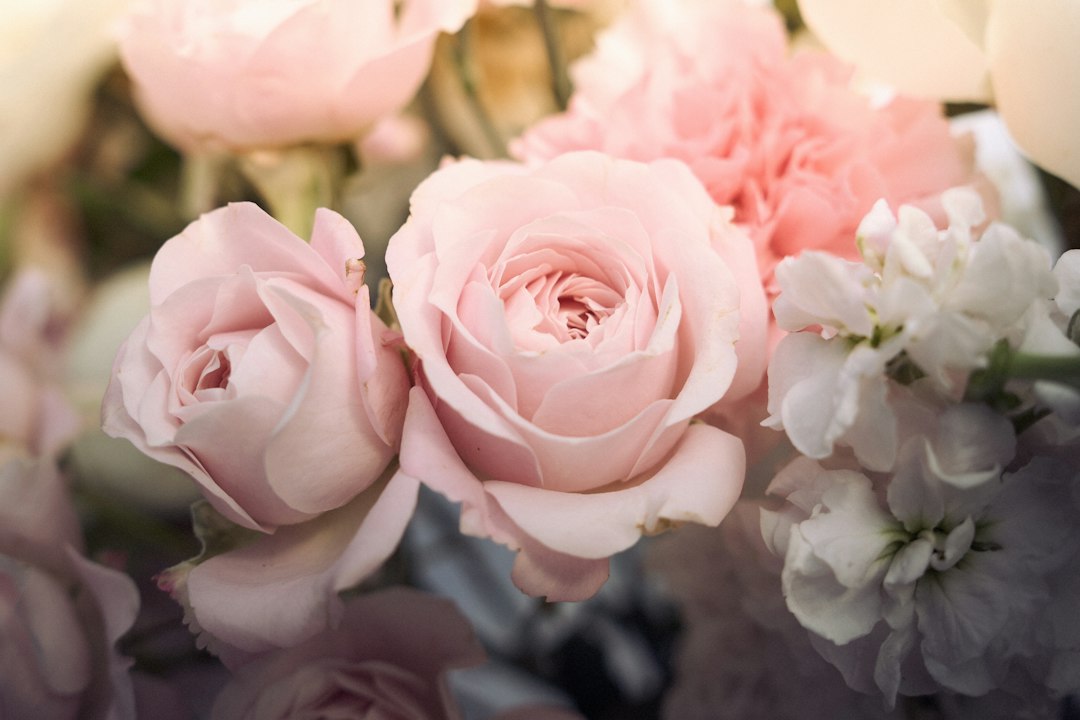 Soft pink roses and white flowers in a delicate bouquet